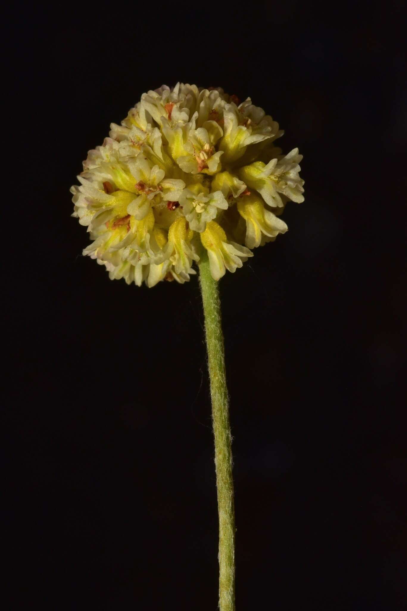 Image of Ruby Mountain buckwheat