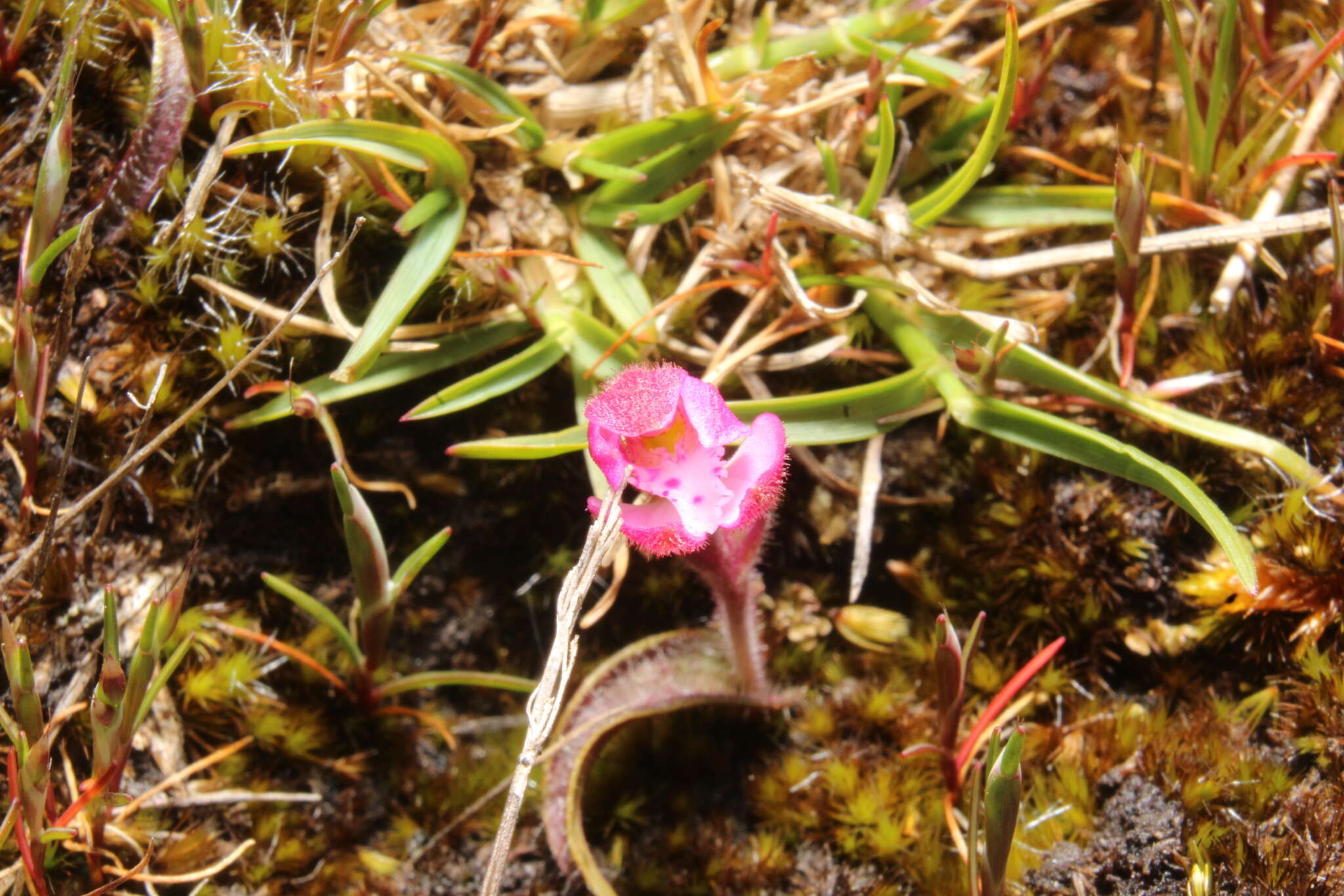 Image of Caladenia nana subsp. nana