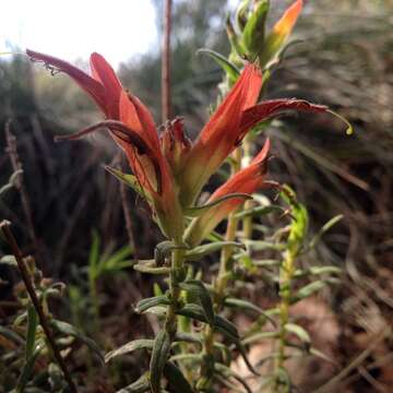 Слика од Castilleja auriculata Eastwood