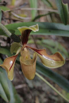 Image de Paphiopedilum villosum (Lindl.) Stein