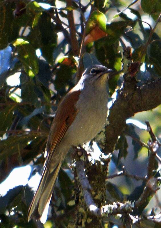 Image of Brown-backed Solitaire