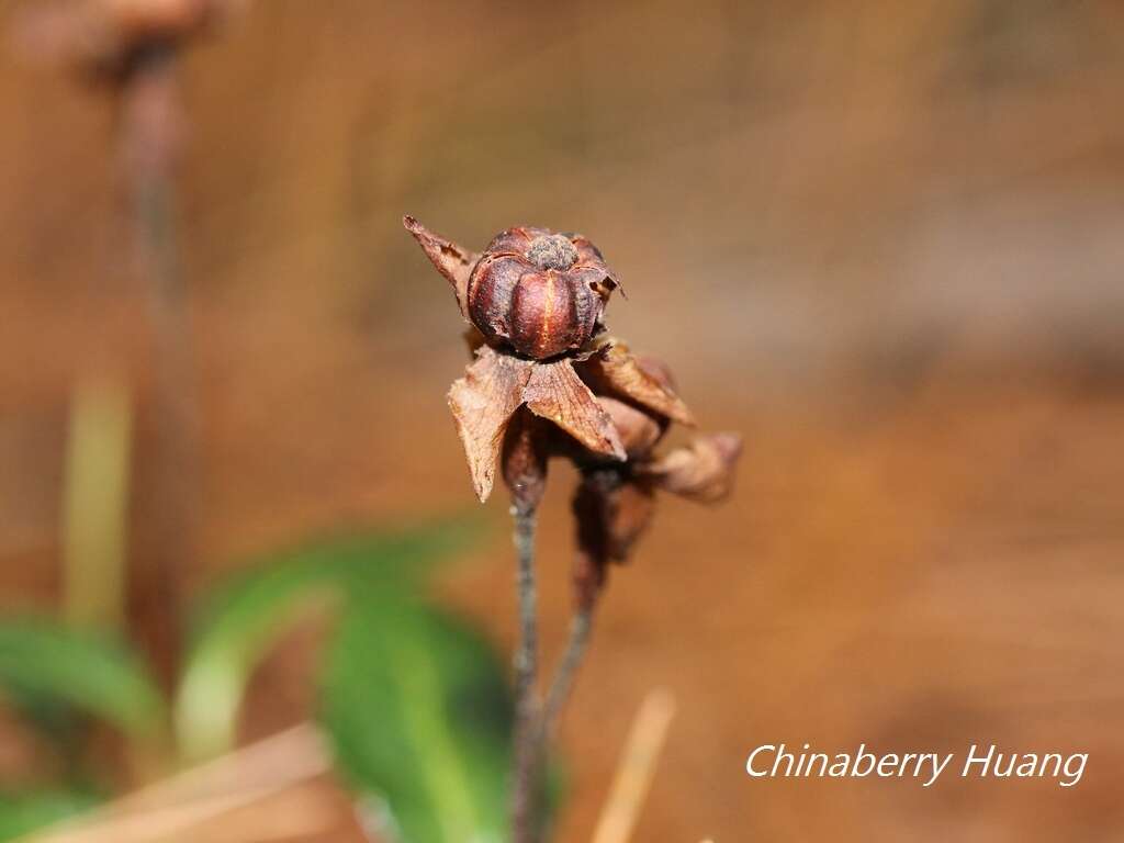 Image of Chimaphila japonica Miq.