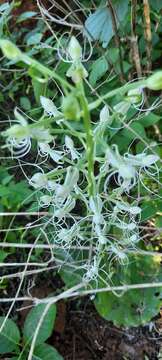 Image of Habenaria helicoplectrum Summerh.