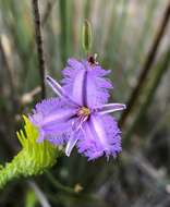 Слика од Thysanotus racemoides Sirisena, T. D. Macfarl. & Conran