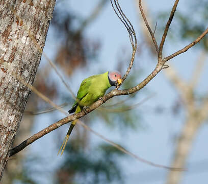 Image of Blossom-headed Parakeet