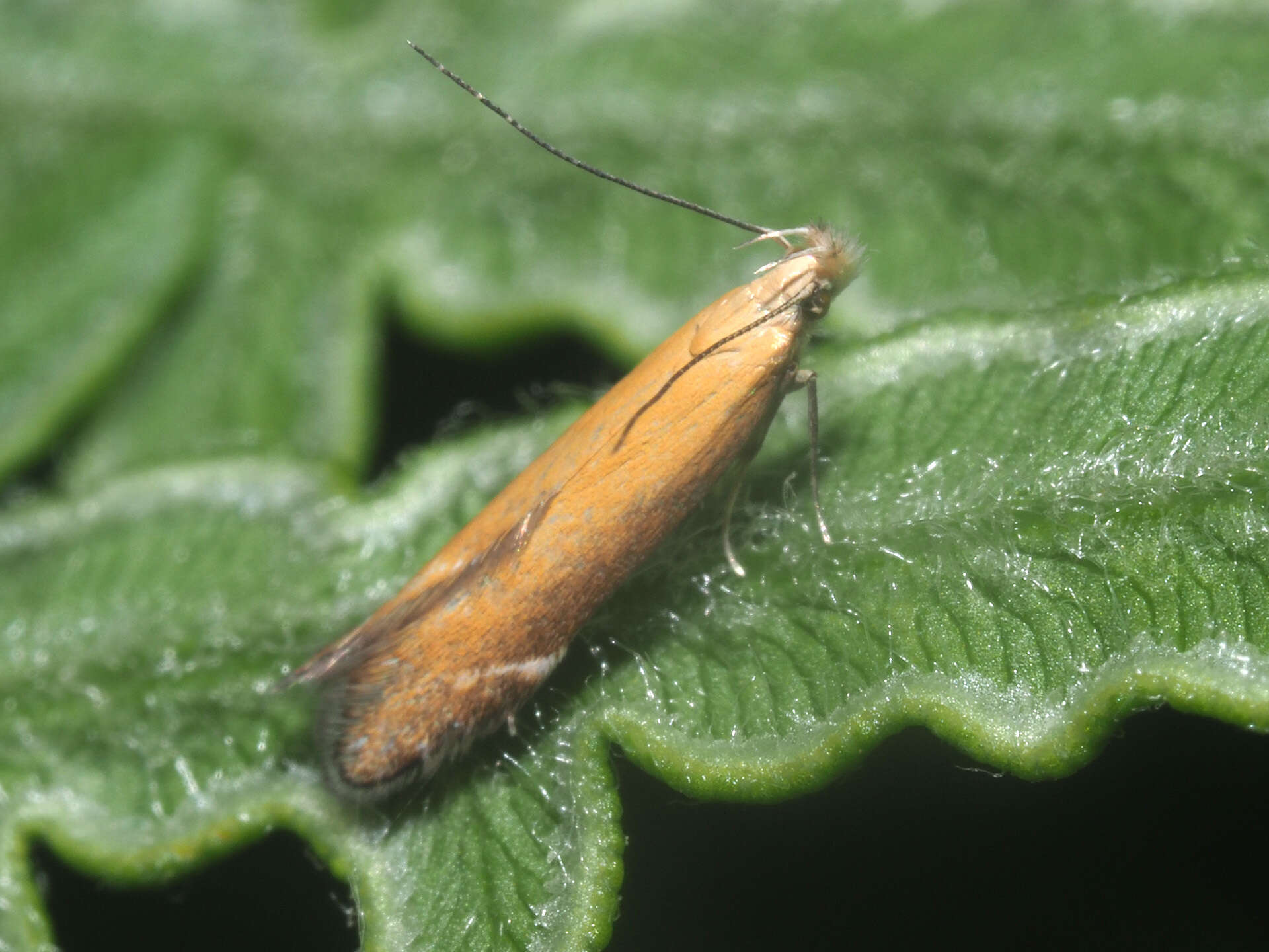 Image of bracken neb