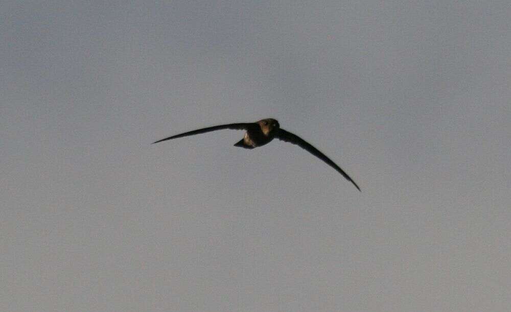 Image of Seychelles Swiftlet