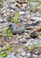 Junco hyemalis dorsalis Henry 1858 resmi