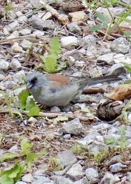 Image of Junco hyemalis dorsalis Henry 1858