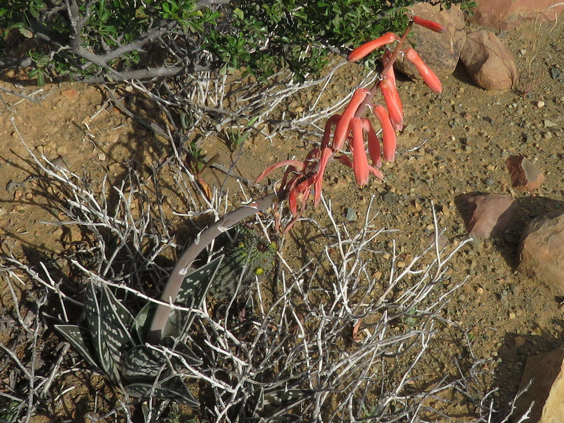 صورة Gonialoe variegata (L.) Boatwr. & J. C. Manning