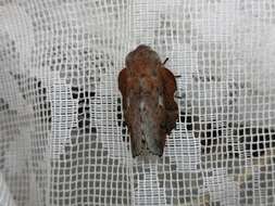 Image of Small Lappet Moth