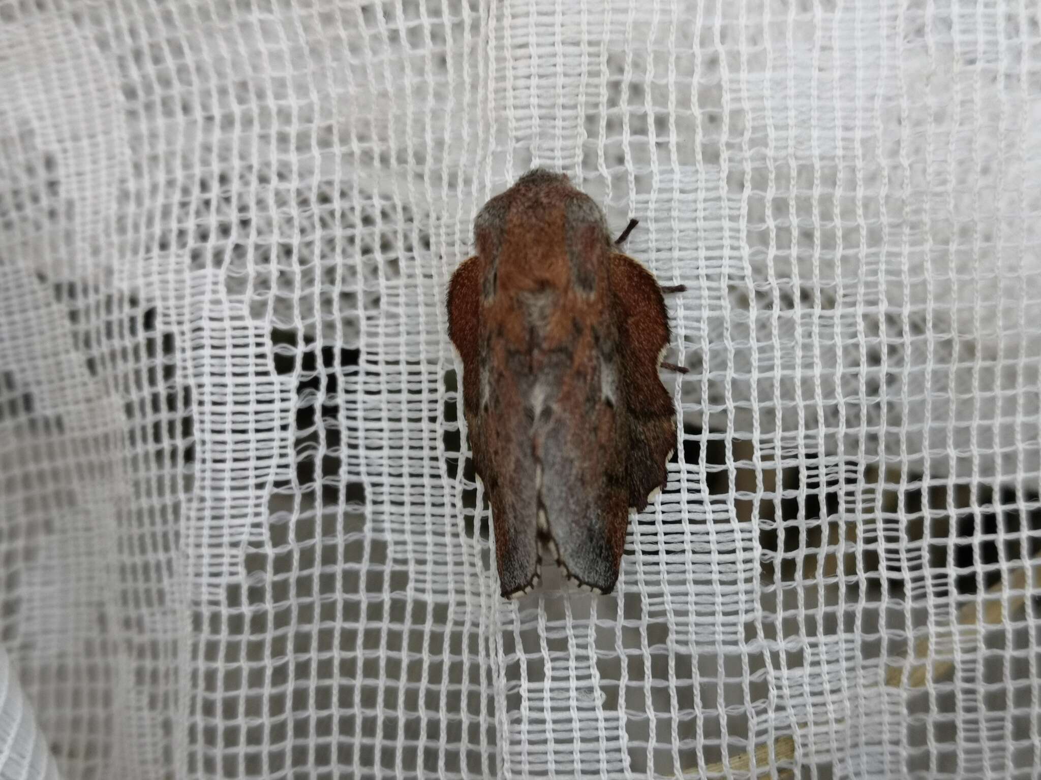 Image of Small Lappet Moth