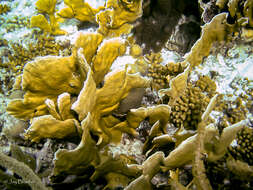 Image of Fire coral