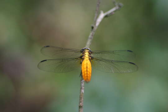 Image of Lyriothemis bivittata (Rambur 1842)