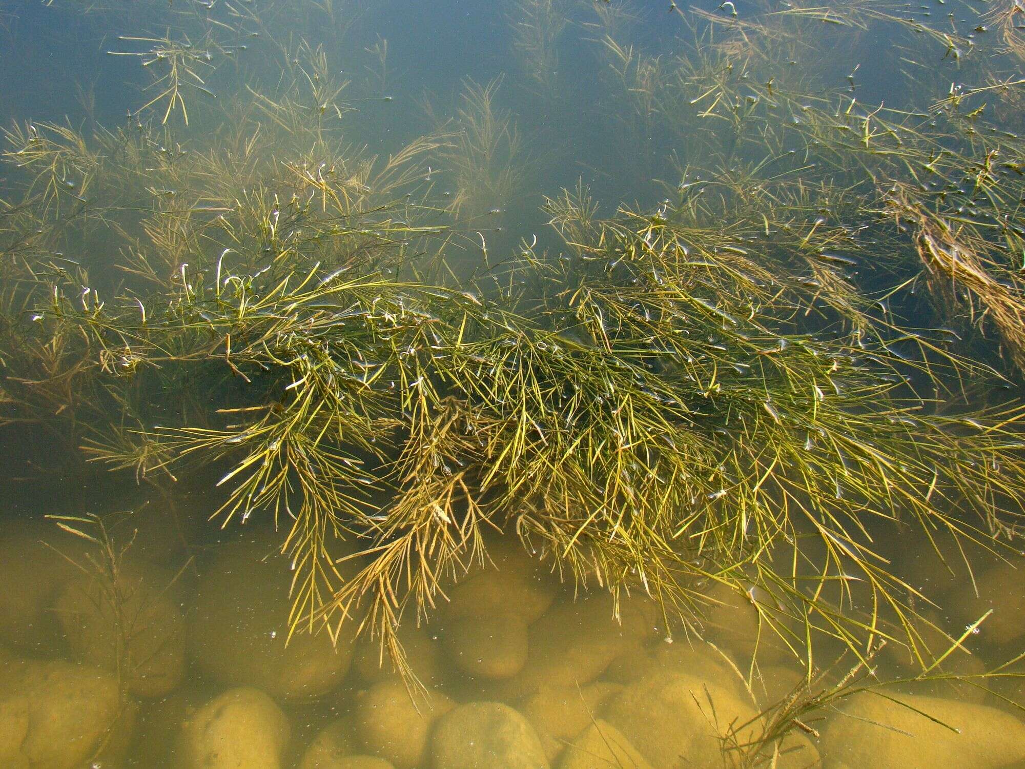 Image of pondweed