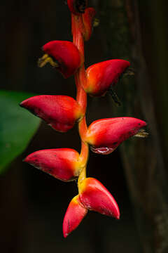 Image of Heliconia pogonantha Cufod.