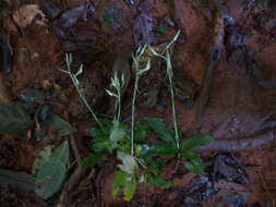 Image of Habenaria macrandra Lindl.