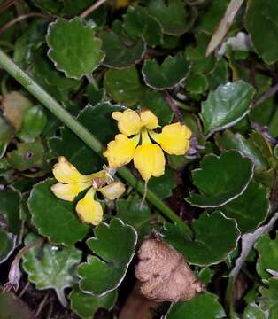 Image of Goodenia hederacea subsp. alpestris (K. Krause) R. Carolin