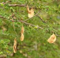 Слика од Senegalia gourmaensis (A. Chev.) Kyal. & Boatwr.