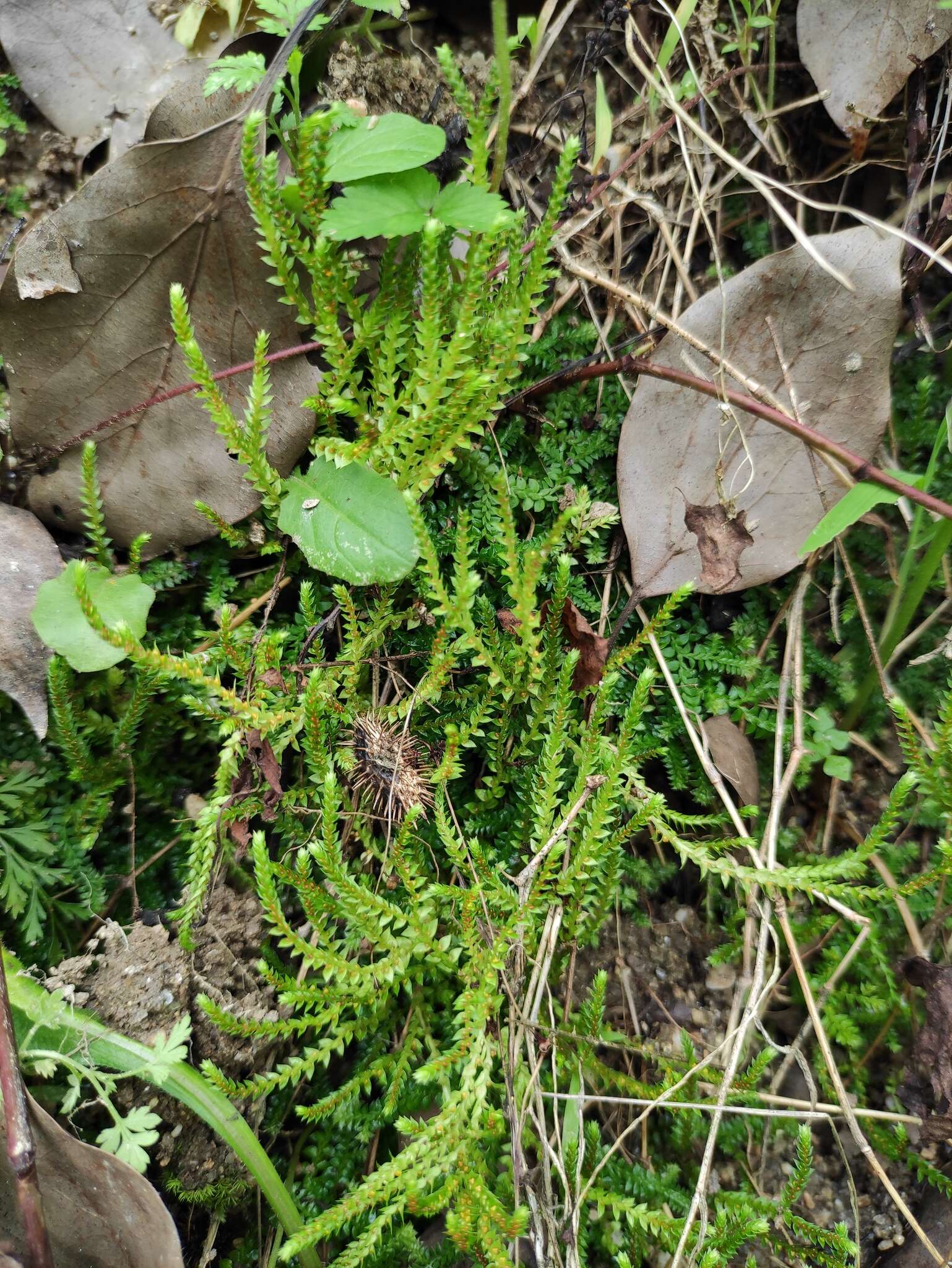 Image of Selaginella nipponica Franch. & Sav.
