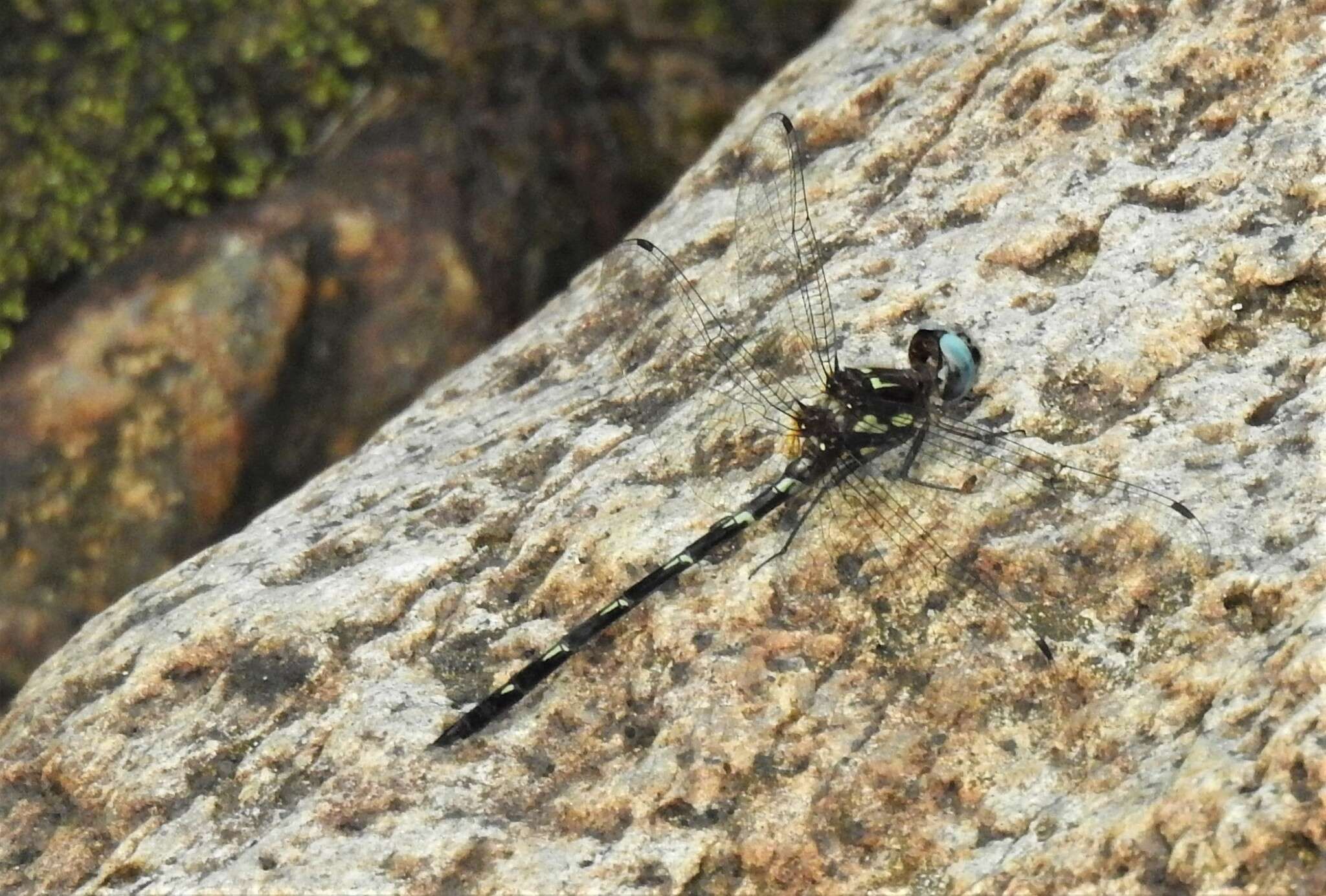 Image of Macrothemis celeno (Selys ex Sagra 1857)