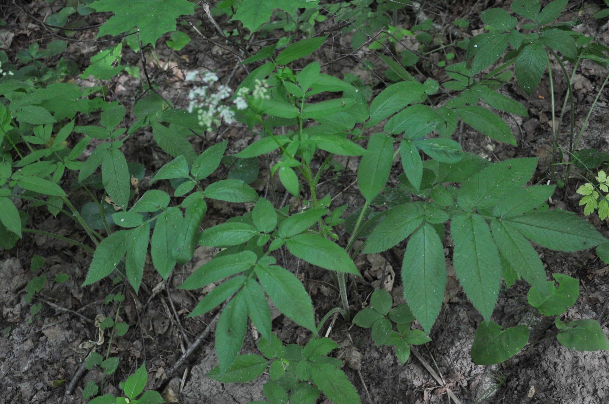 Imagem de Chaerophyllum aromaticum L.