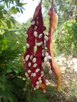 Image of Bay-leaved caper