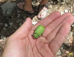 Image of Beyer's Scarab