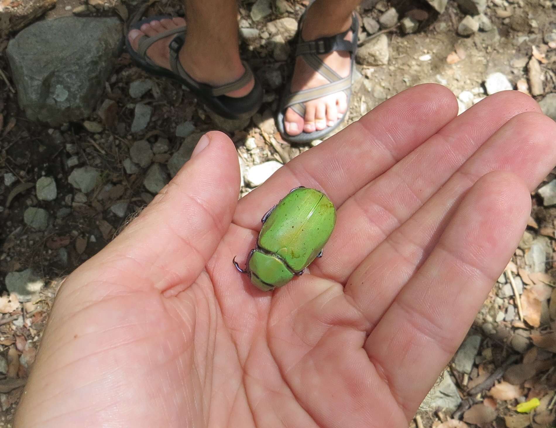 Image of Beyer's Scarab