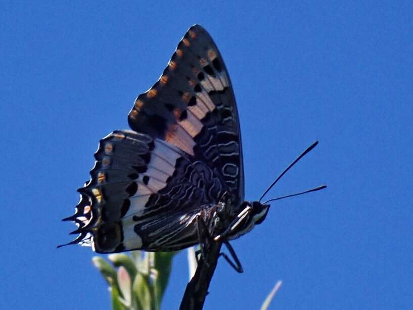 Imagem de Charaxes pelias