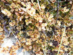 Image of Myrsine nummularia (Hook. fil.) Hook. fil.