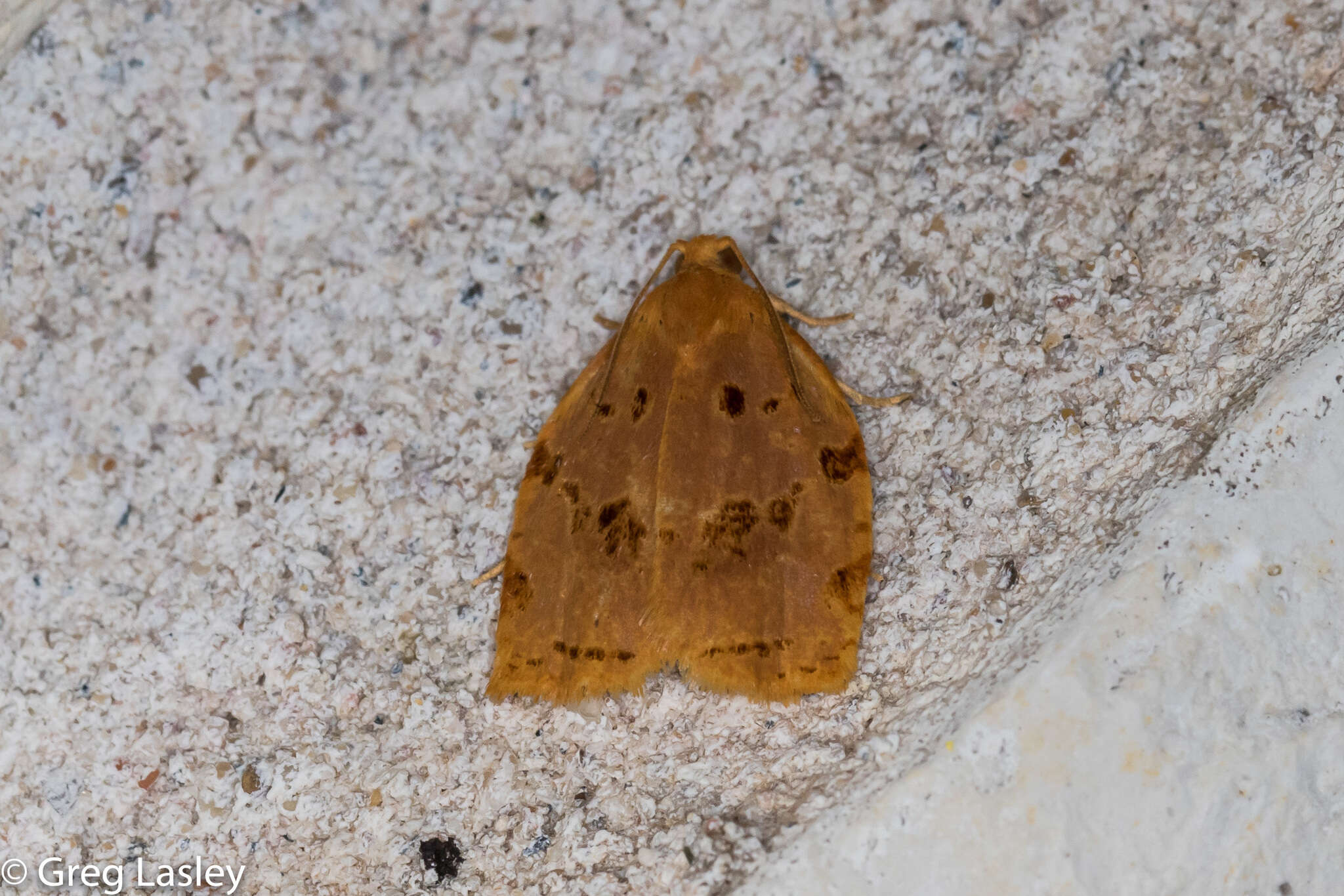 Image of Southern Ugly-nest Caterpillar Moth