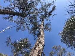 Image of Eucalyptus fibrosa subsp. fibrosa