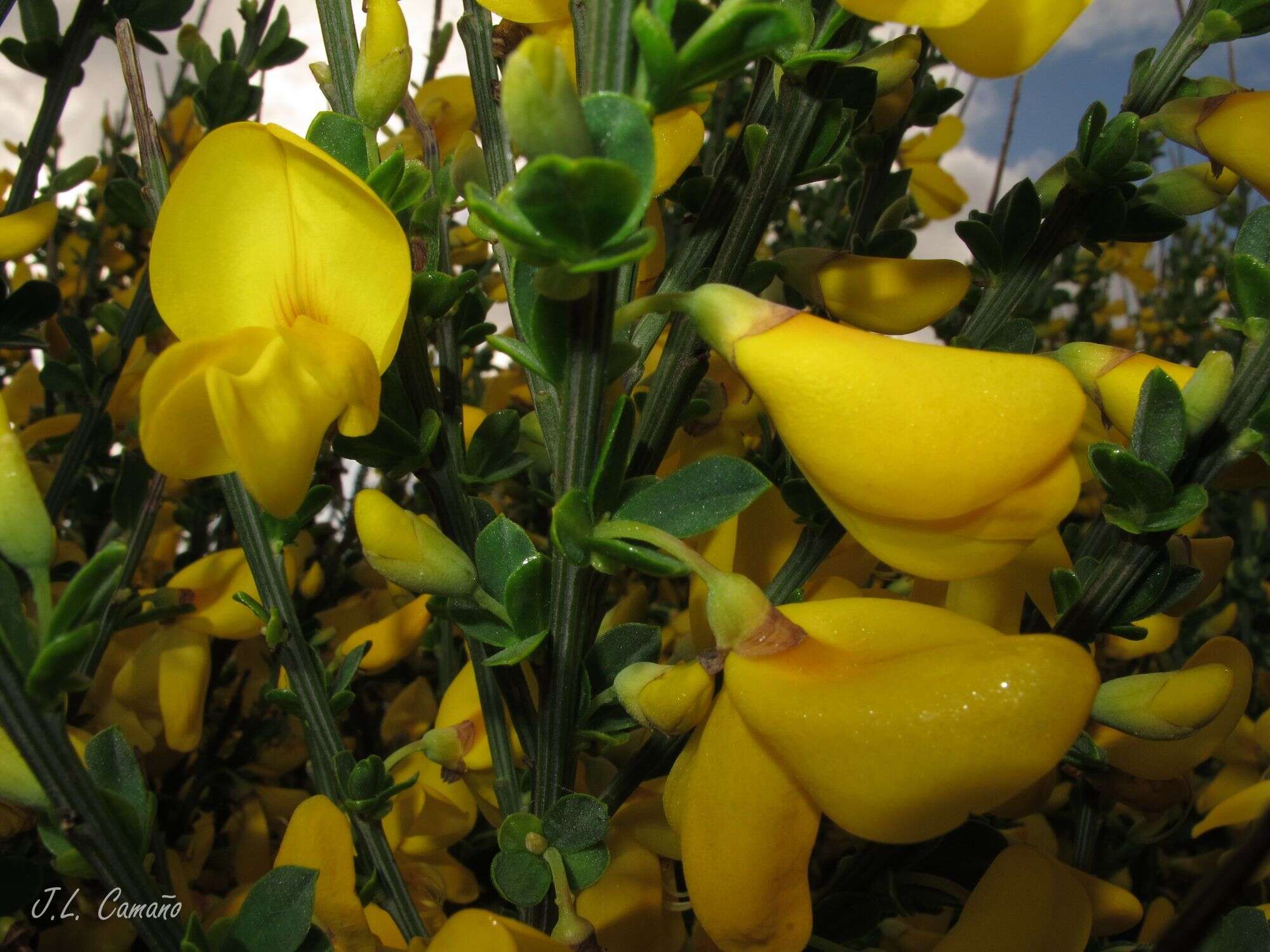 Image of Cytisus scoparius subsp. insularis