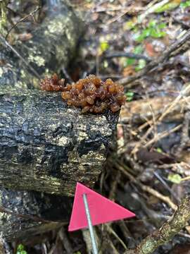 Image of Tremella vesiculosa McNabb 1990