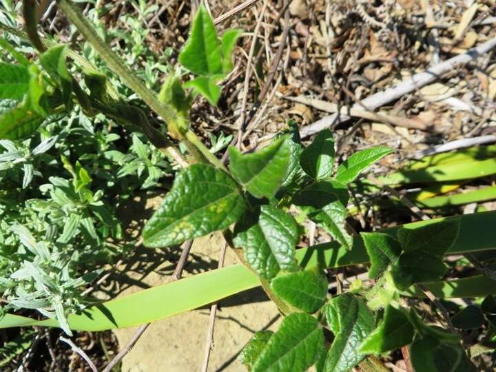 Image of Fagelia bituminosa (L.) DC.