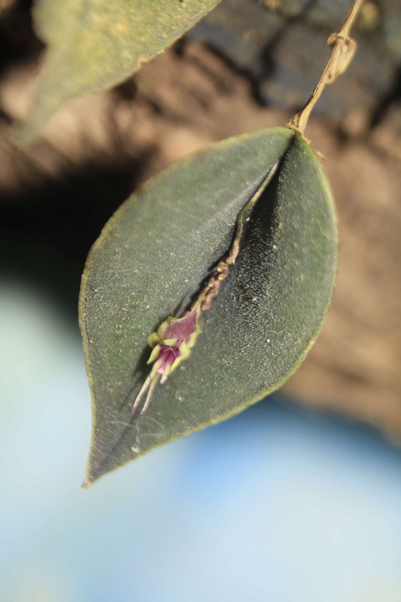 Image of Lepanthes tomentosa Luer