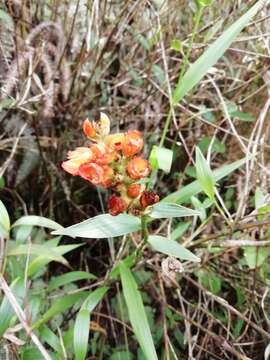 Image of Elleanthus aurantiacus (Lindl.) Rchb. fil.