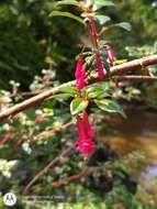 Imagem de Fuchsia splendens Zucc.