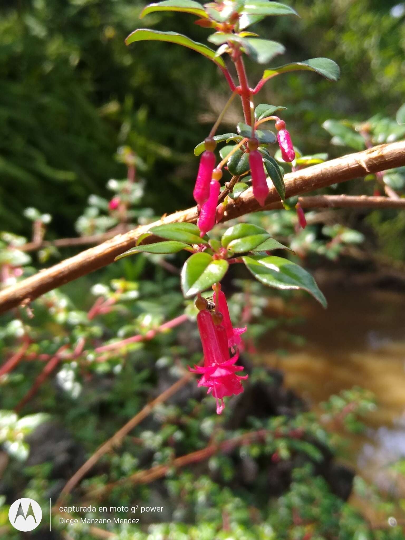 Image of Splendid Fuchsia