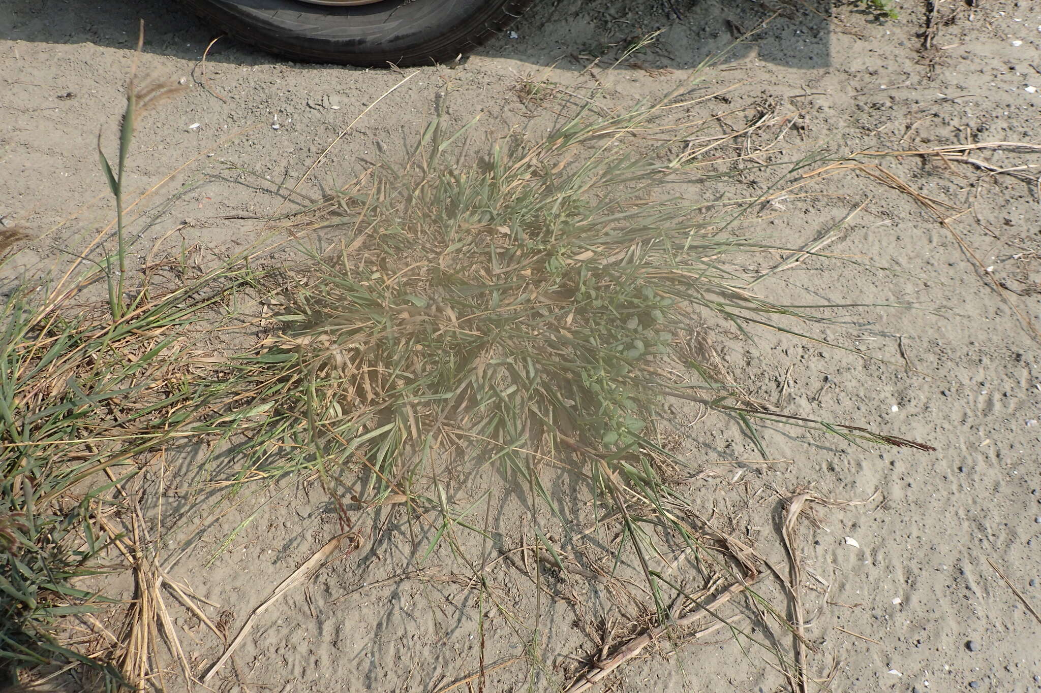 Image of Grass