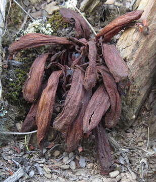 Image of Hyobanche rubra N. E. Br.