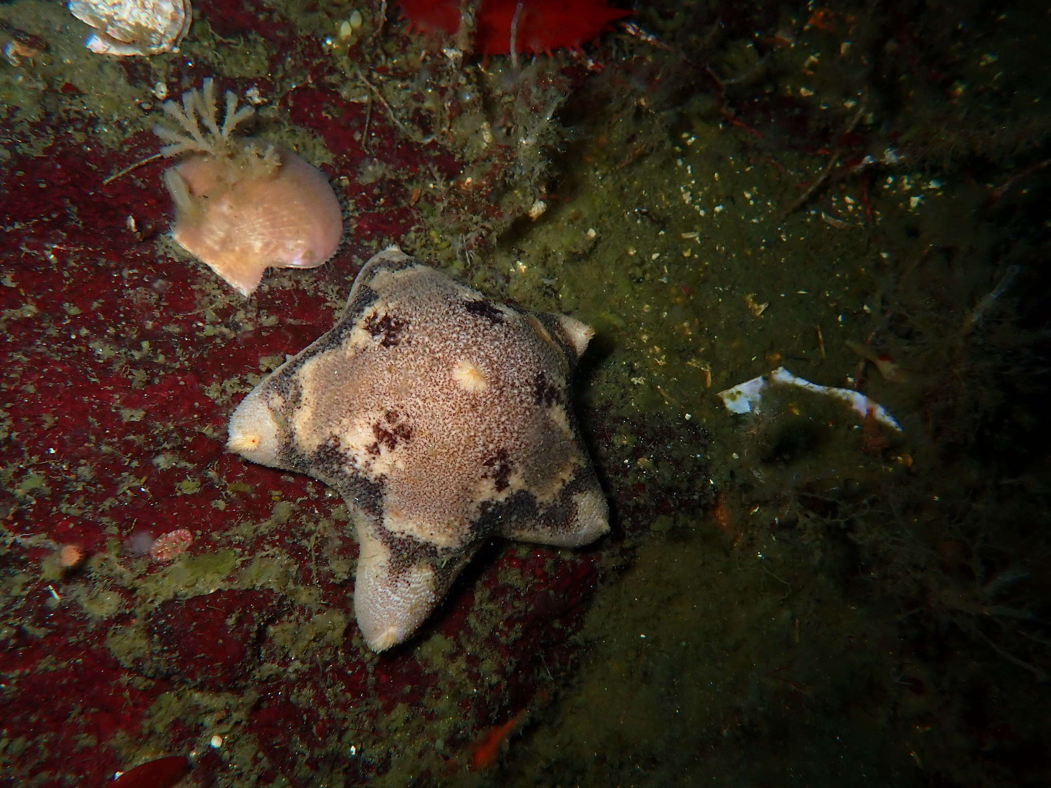 Image of Tesselated slime star