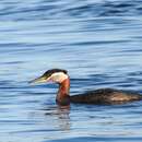 Image of Podiceps grisegena holbollii Reinhardt 1853