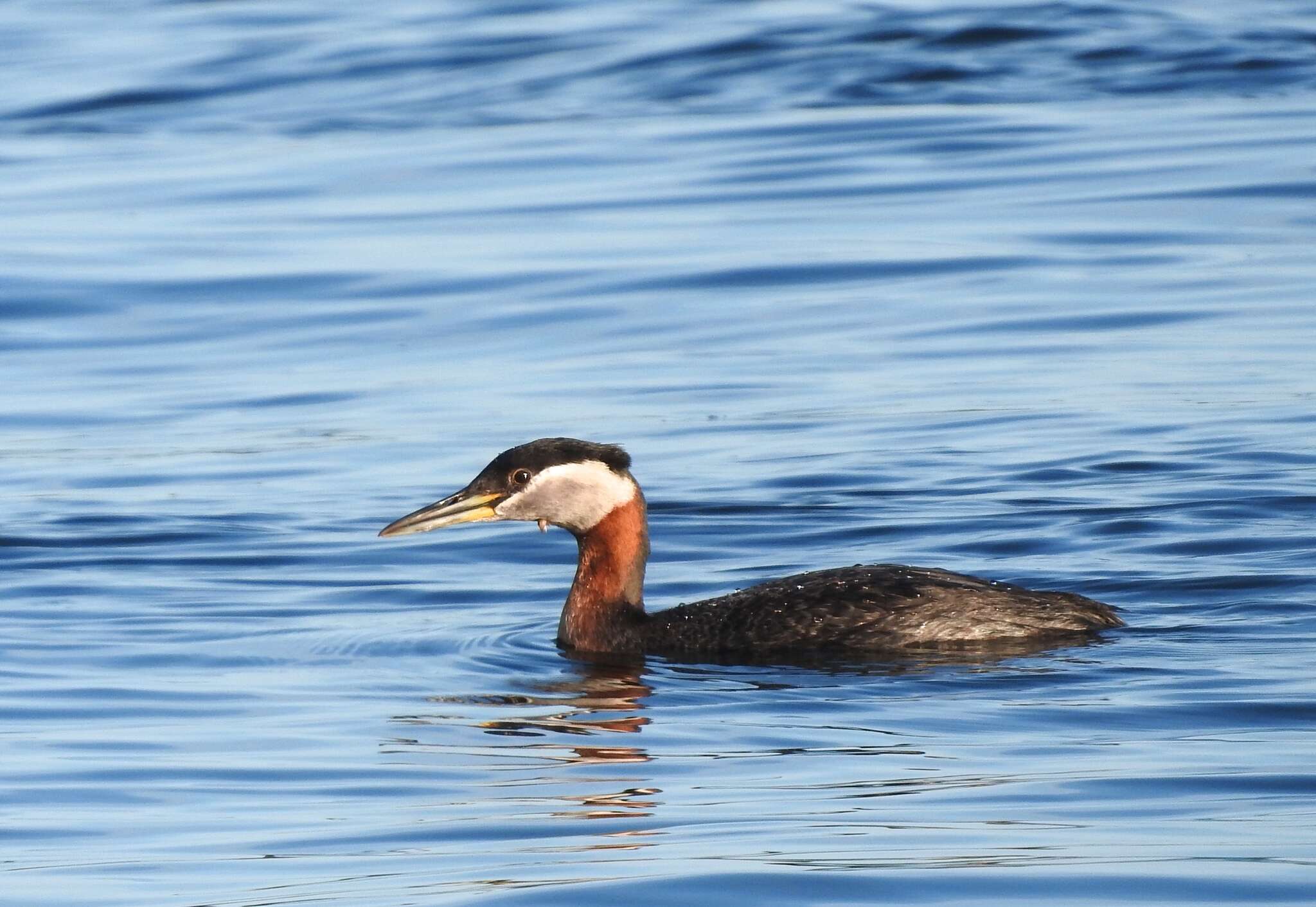 Plancia ëd Podiceps grisegena holbollii Reinhardt 1853