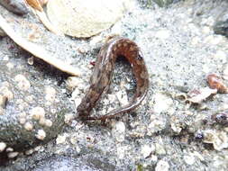 Image of Cockscomb prickleback