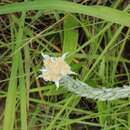 Image of Helichrysum glomeratum Klatt