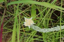 Image of Helichrysum glomeratum Klatt