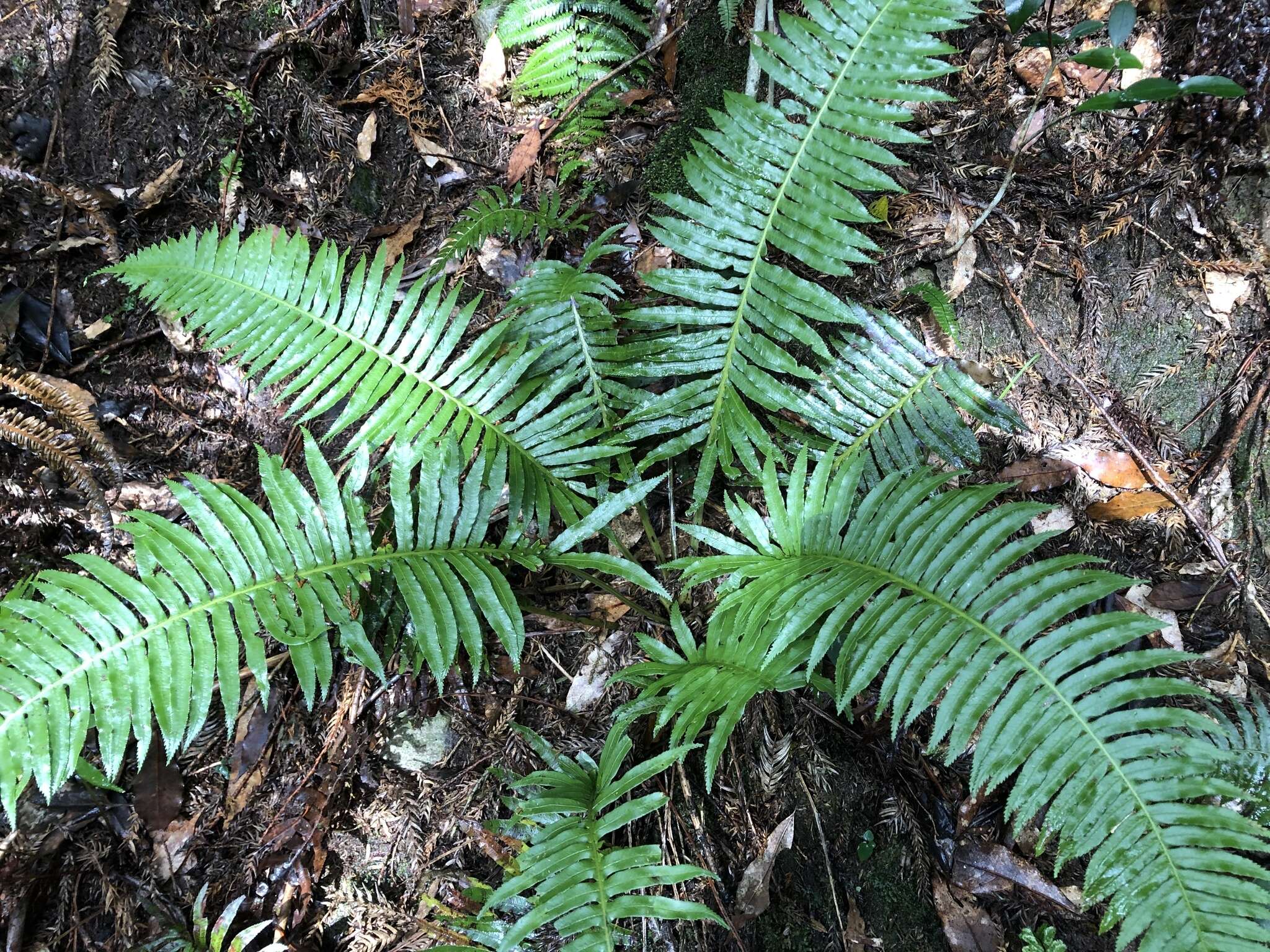 Imagem de Plagiogyria falcata Copel.