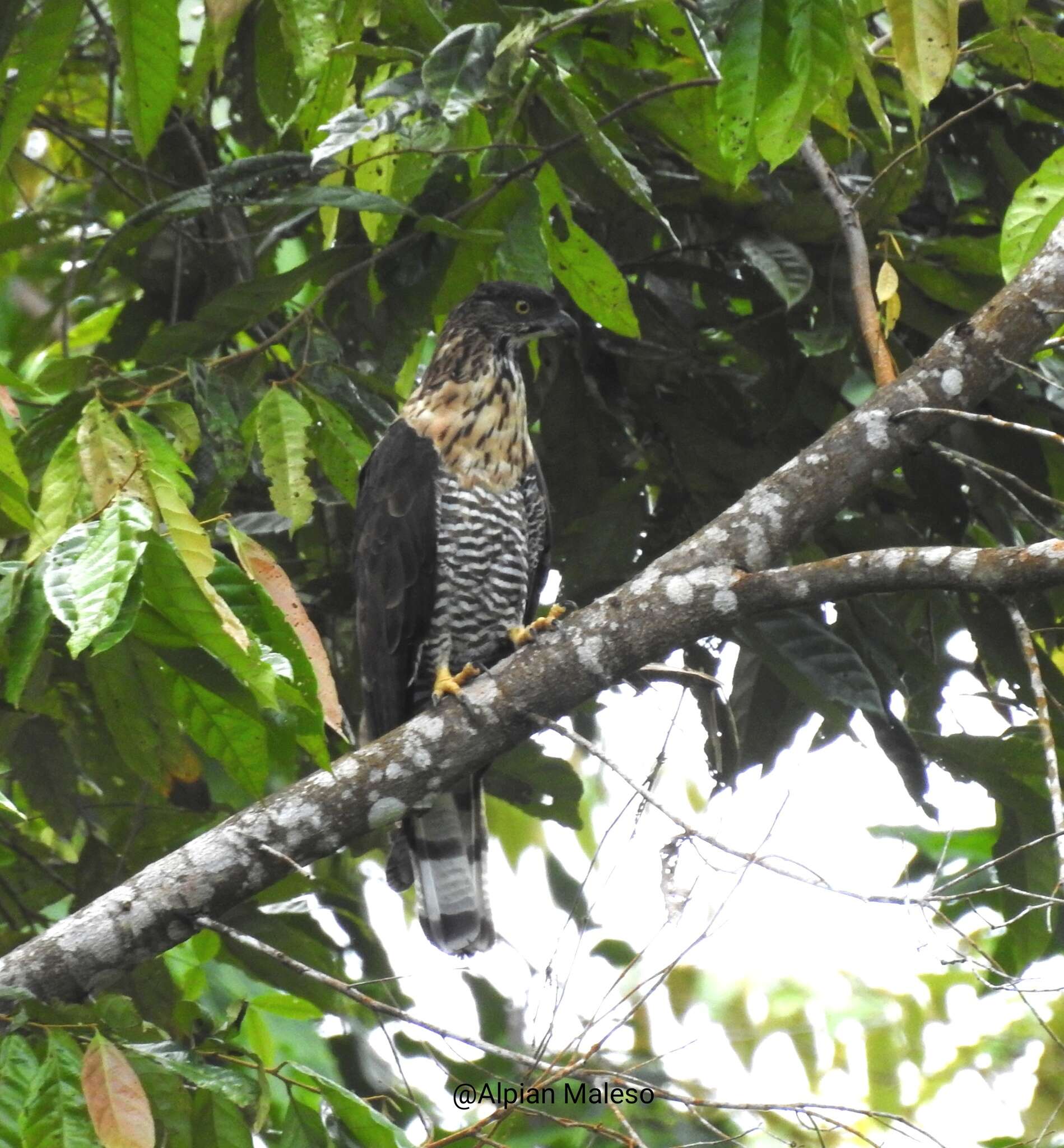 Image of Barred Honey Buzzard